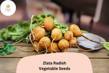 Zlata Radish Seeds – Heirloom Raphanus sativus, Golden-Yellow Roots, Crisp Edible Radishes, Fast-Growing, Non-GMO, 500+ Seeds