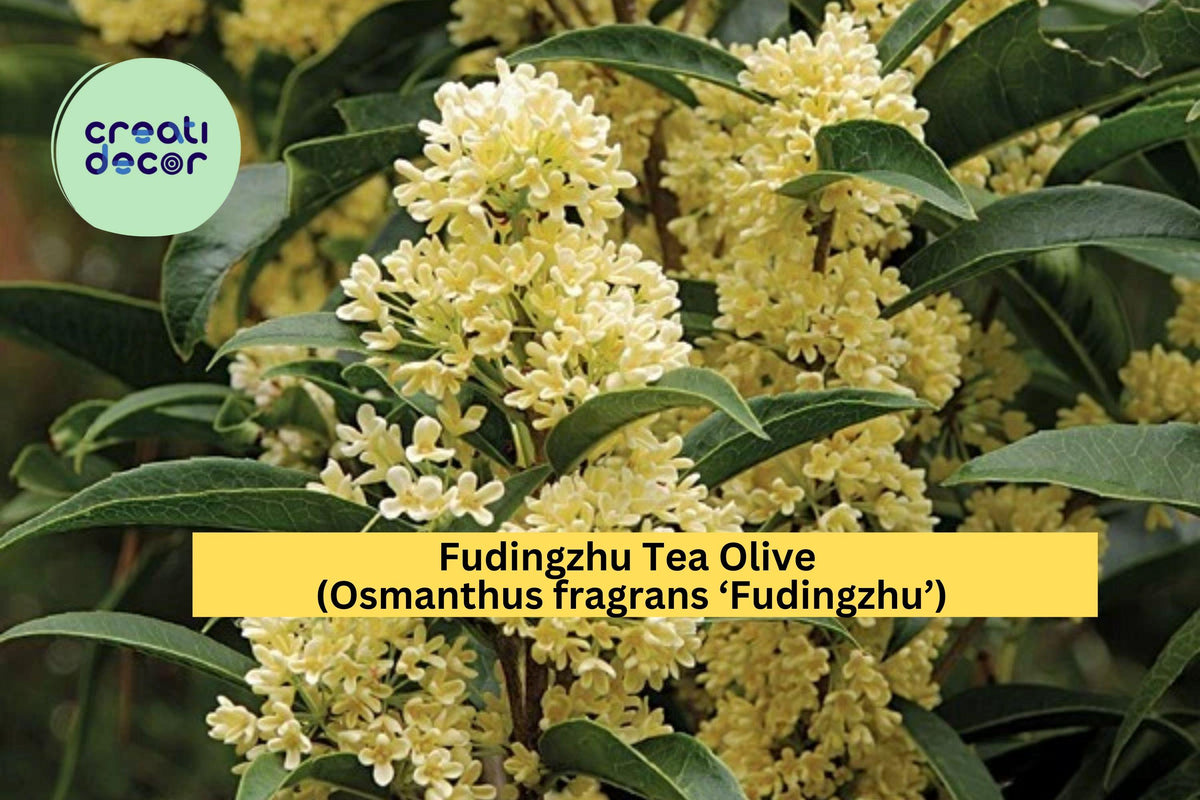 Live Fudingzhu Tea Olive Plant | Osmanthus fragrans ‘Fudingzhu’ | Evergreen Flowering Shrub for Garden & Landscaping