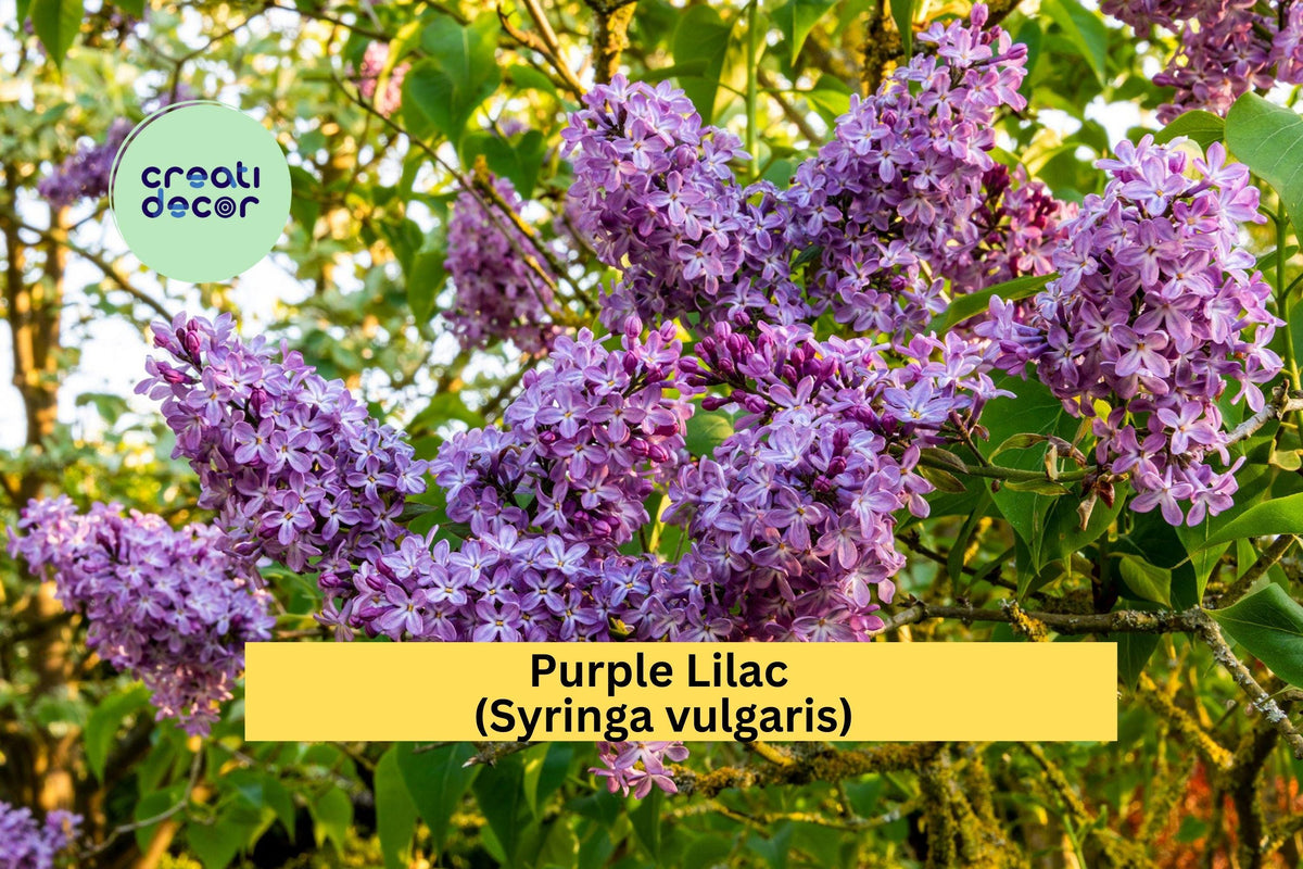Purple Lilac Bush Plants Set of 5 Bare Root Syringa vulgaris Fragrant Spring Flowering Shrubs