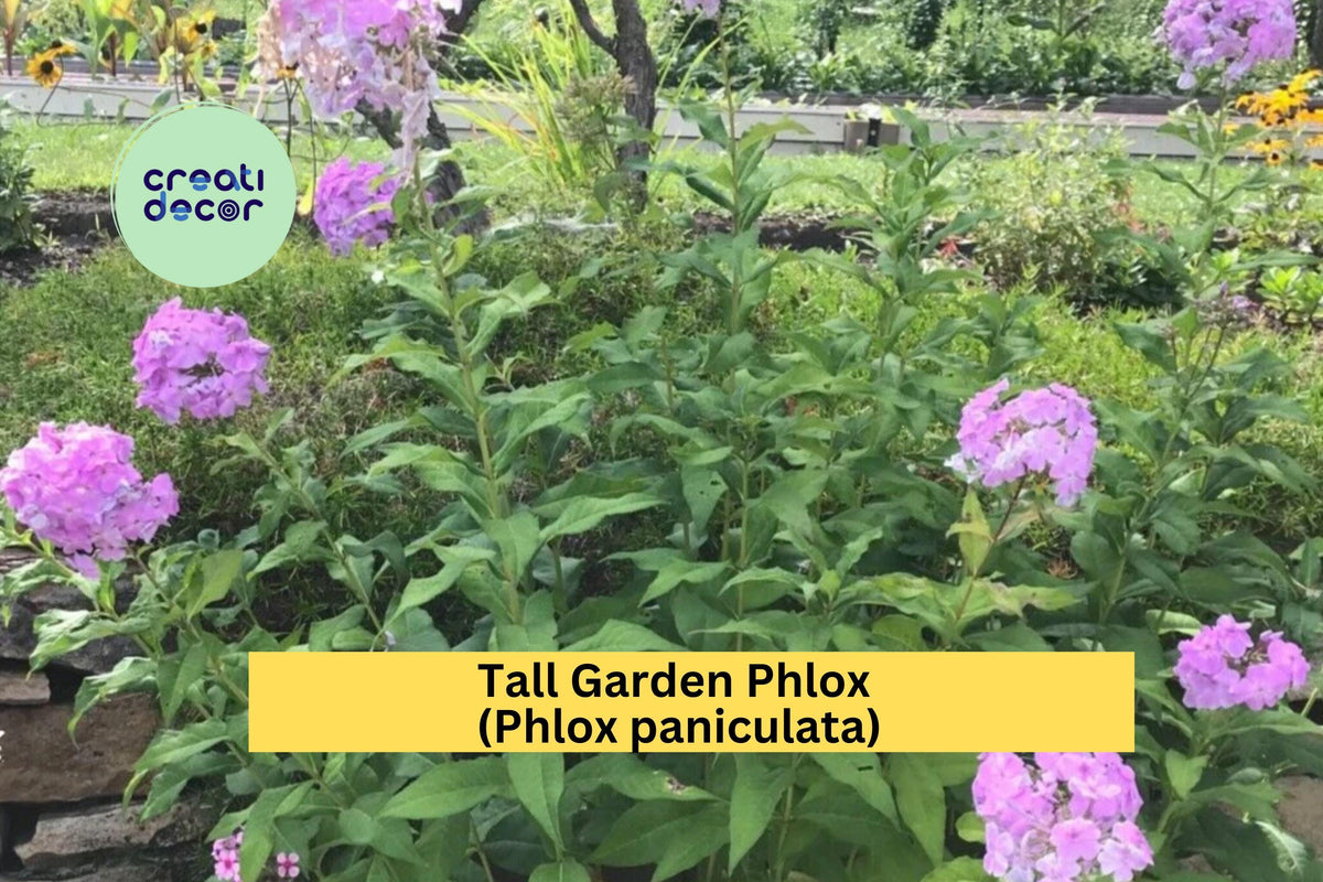 Bare Root Tall Garden Phlox Plants – Perennial Butterfly Attracting Summer Blooms – Phlox paniculata, Pink, White, Purple