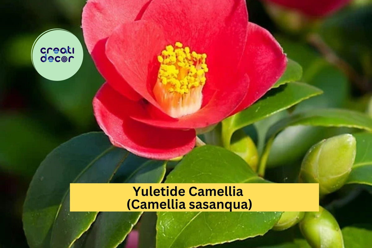 Red Yuletide Camellia Live Plant | 8–12" Rooted Evergreen Shrub with Red and Yellow Blooms | Camellia sasanqua 'Yuletide'