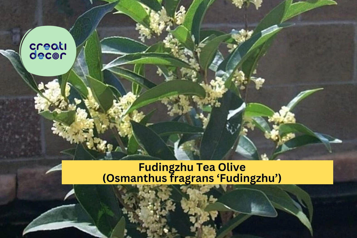 Fudingzhu Tea Olive Live Rooted Shrub – Osmanthus fragrans ‘Fudingzhu’ with Fragrant White Flowers for Garden or Patio