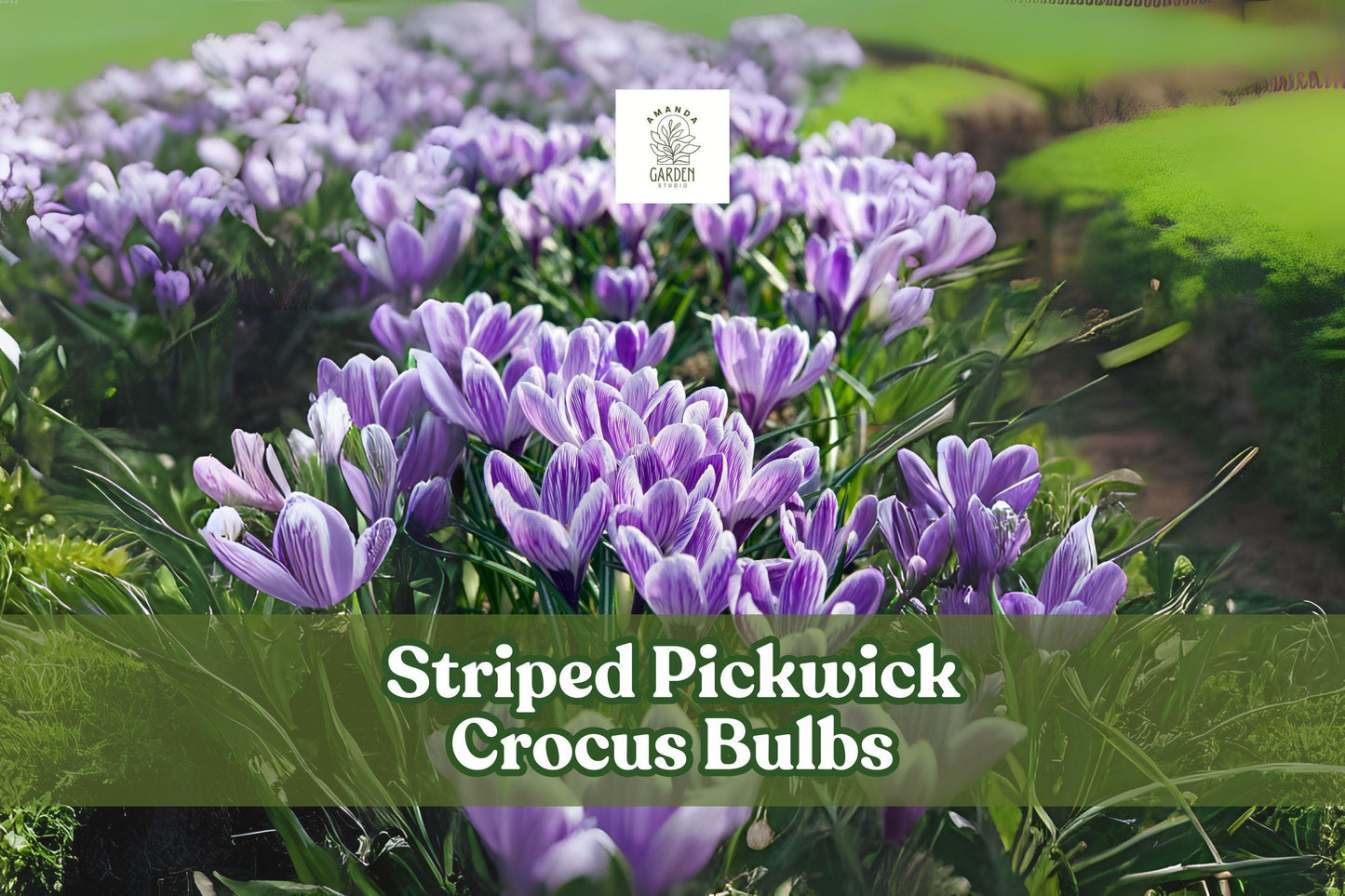 10 Striped Pickwick Crocus Bulbs | Hardy Perennial Early Spring Blooms | Crocus vernus ‘Pickwick’