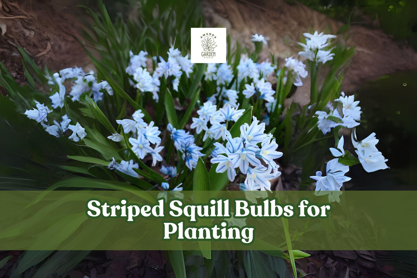 Striped Squill Bulbs, Puschkinia scilloides, Early Spring Blooms, Hardy Perennial, 5 Live Bulbs for Garden, Rock & Border Plant