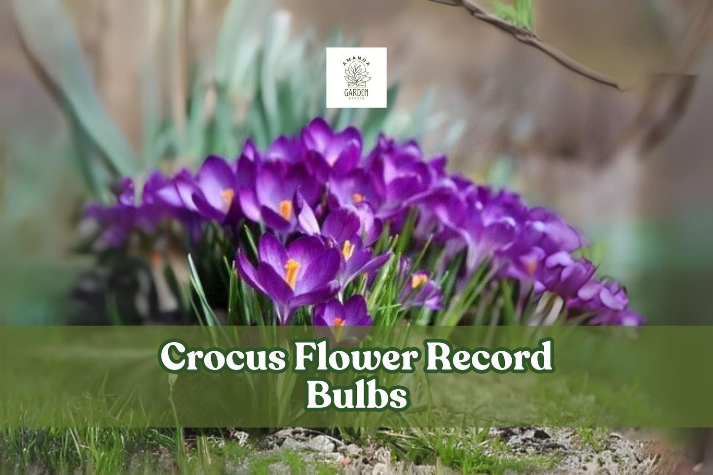 Purple Crocus Flower Record Bulbs – 10 Live Corms for Early Spring Bloom, Hardy Perennial, Deep Purple with Golden Centers