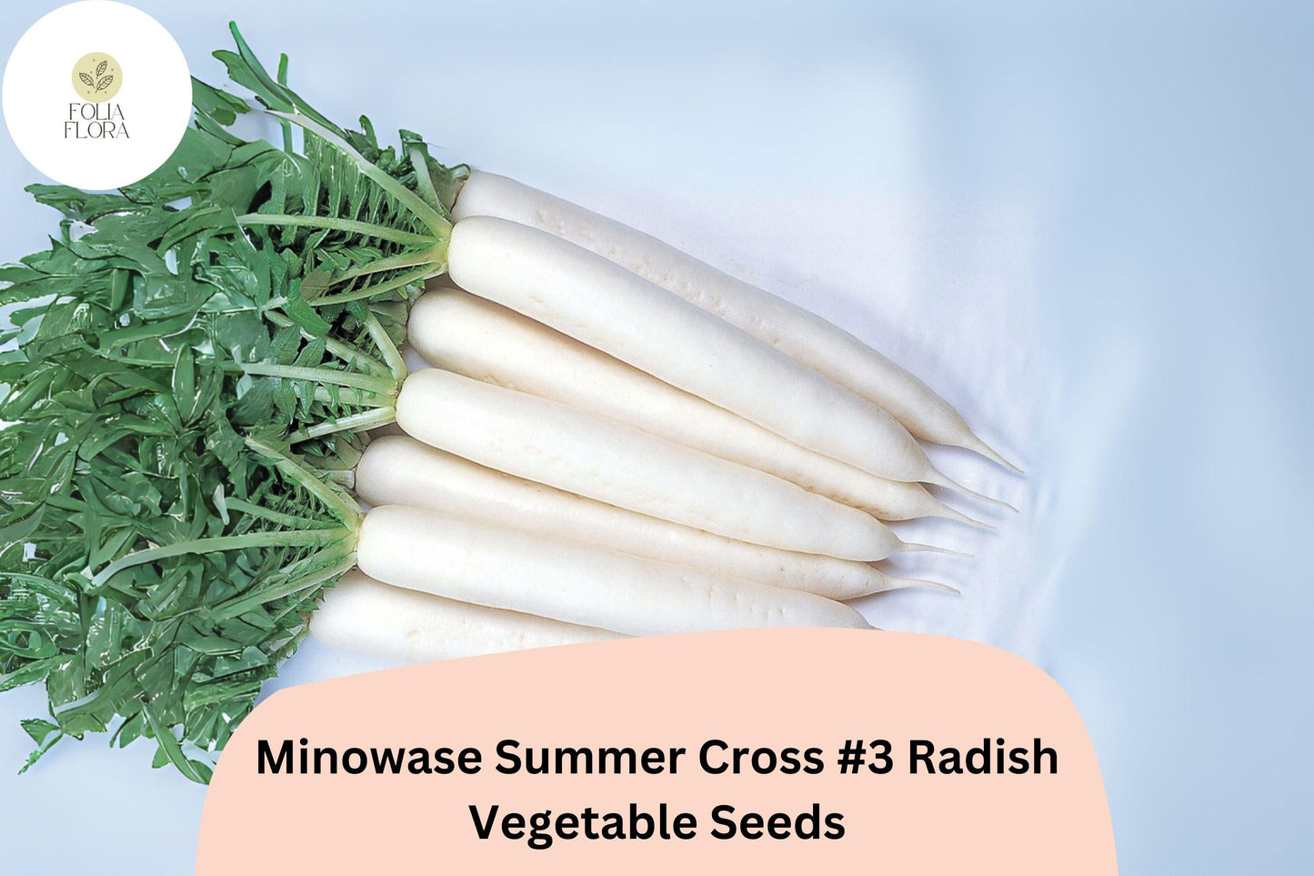 Minowase Summer Cross #3 Radish Seeds – Hybrid Daikon Raphanus sativus, White Roots, High-Yield, Fast-Growing, Non-GMO, 500+ Seeds