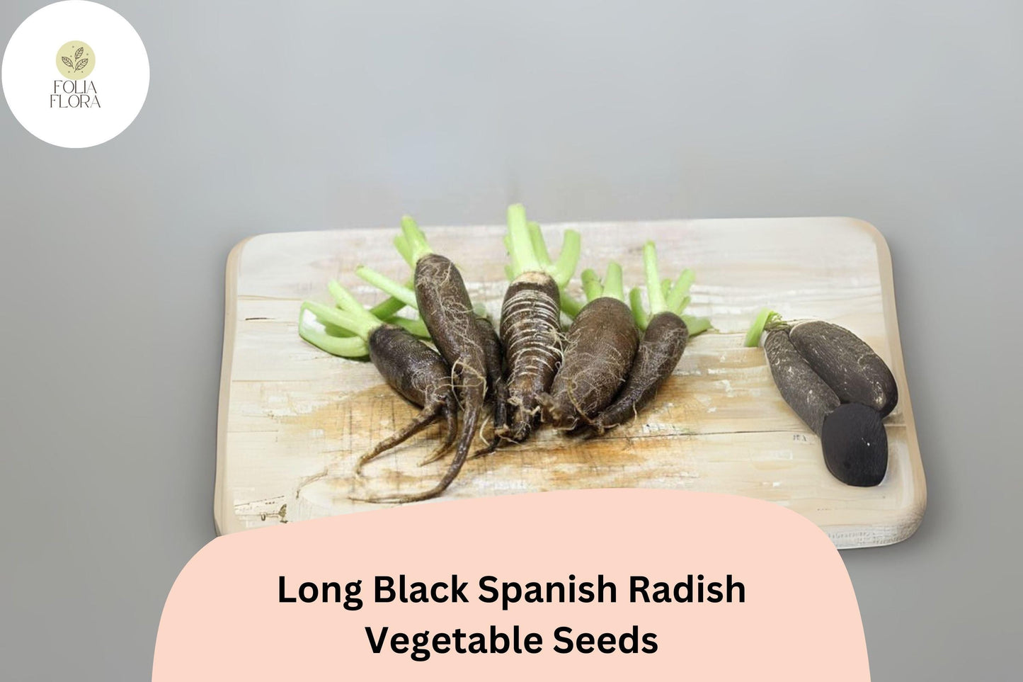 Long Black Spanish Radish Seeds – Heirloom Winter Radish Raphanus sativus var. niger, Dark Skin, Crisp White Flesh, Cool-Season Planting