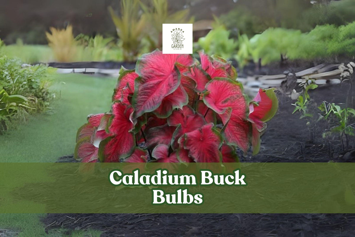 Caladium Buck Bulbs – 6 Live Tubers with Red & Green Heart-Shaped Foliage – Tropical Perennial Plant for Shade Gardens