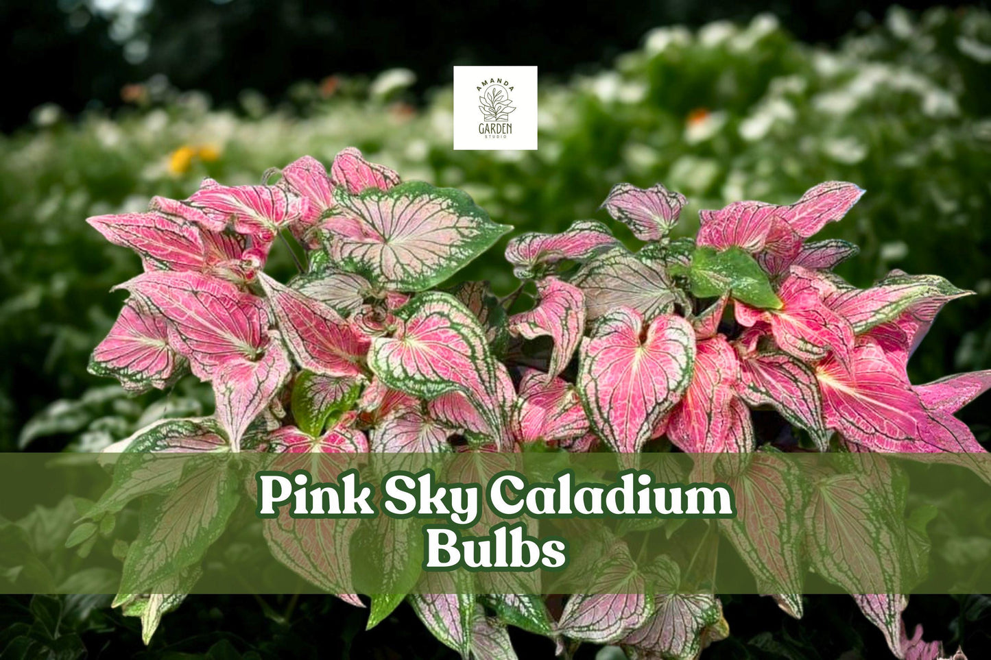 Pink Sky Caladium Bulbs | Tropical Foliage Plant | Heart-Shaped Pink & Green Leaves | Caladium bicolor