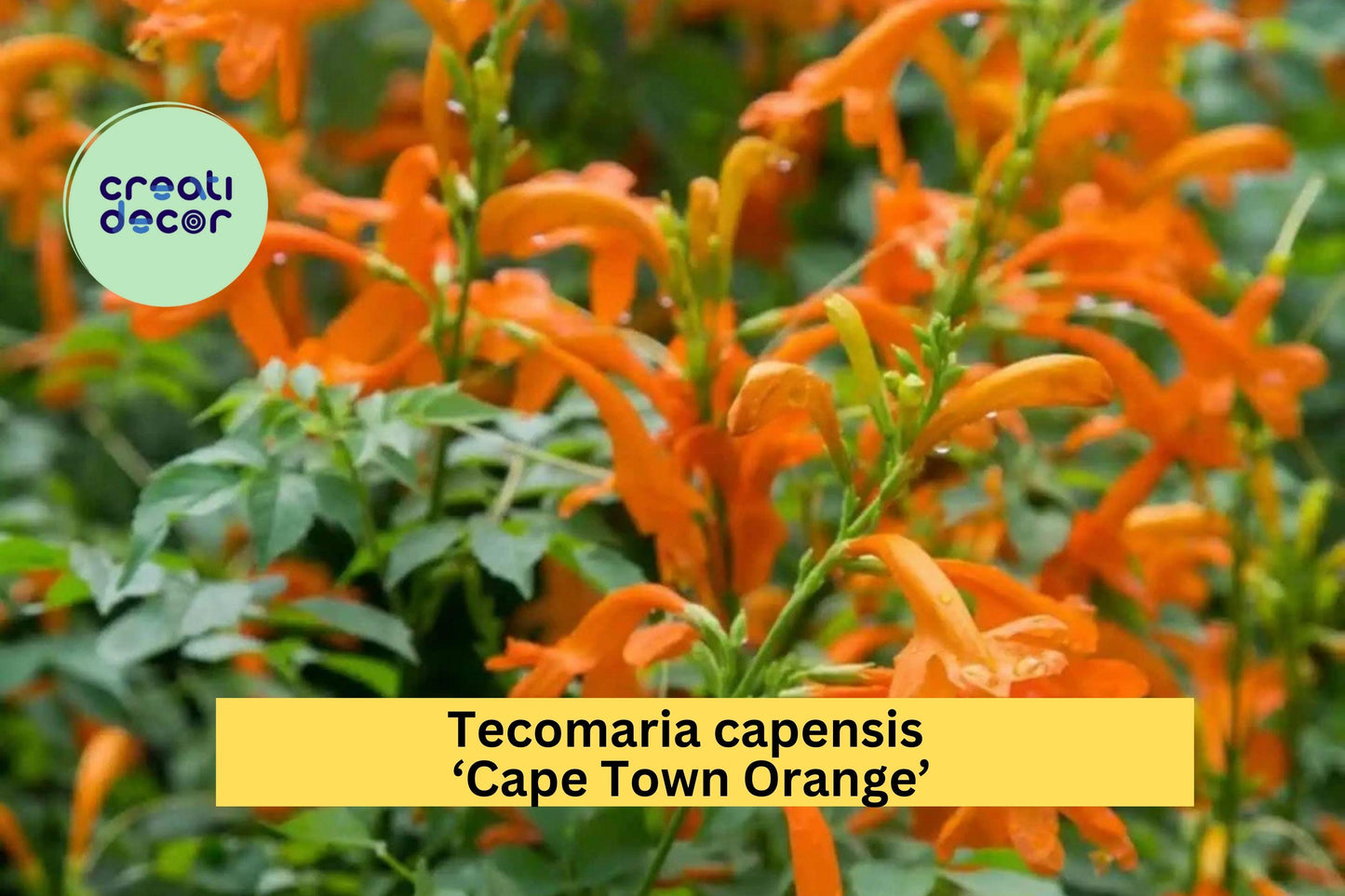 Tecomaria capensis ‘Cape Town Orange’ Rooted Starter Plant – Vibrant Orange Cape Honeysuckle Shrub for Hedges & Containers