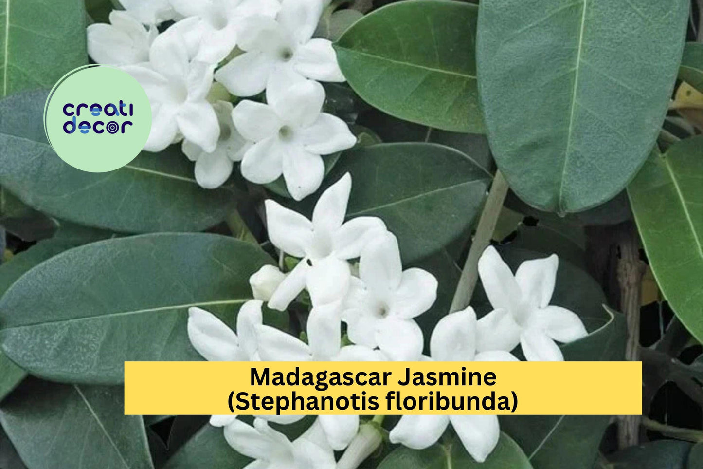 Madagascar Jasmine Live Rooted Starter Plant, Stephanotis floribunda, Fragrant White Blooms, Evergreen Vine for Indoor Garden or Patio