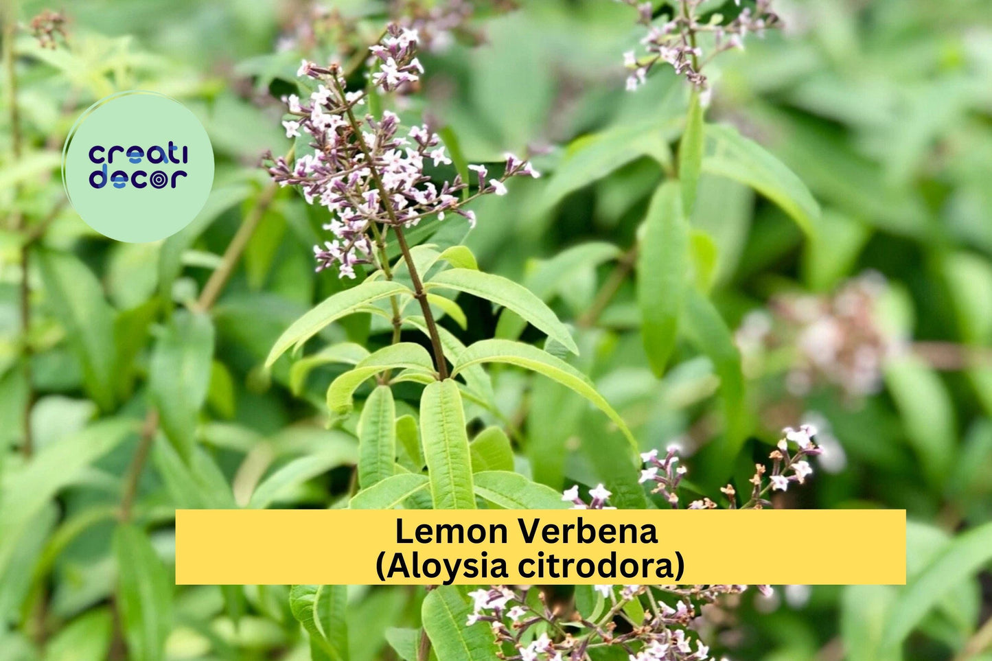 Lemon Verbena Live Starter Plant, Fragrant Perennial Herb with Citrus Aroma, Aloysia citrodora for Gardens & Pots