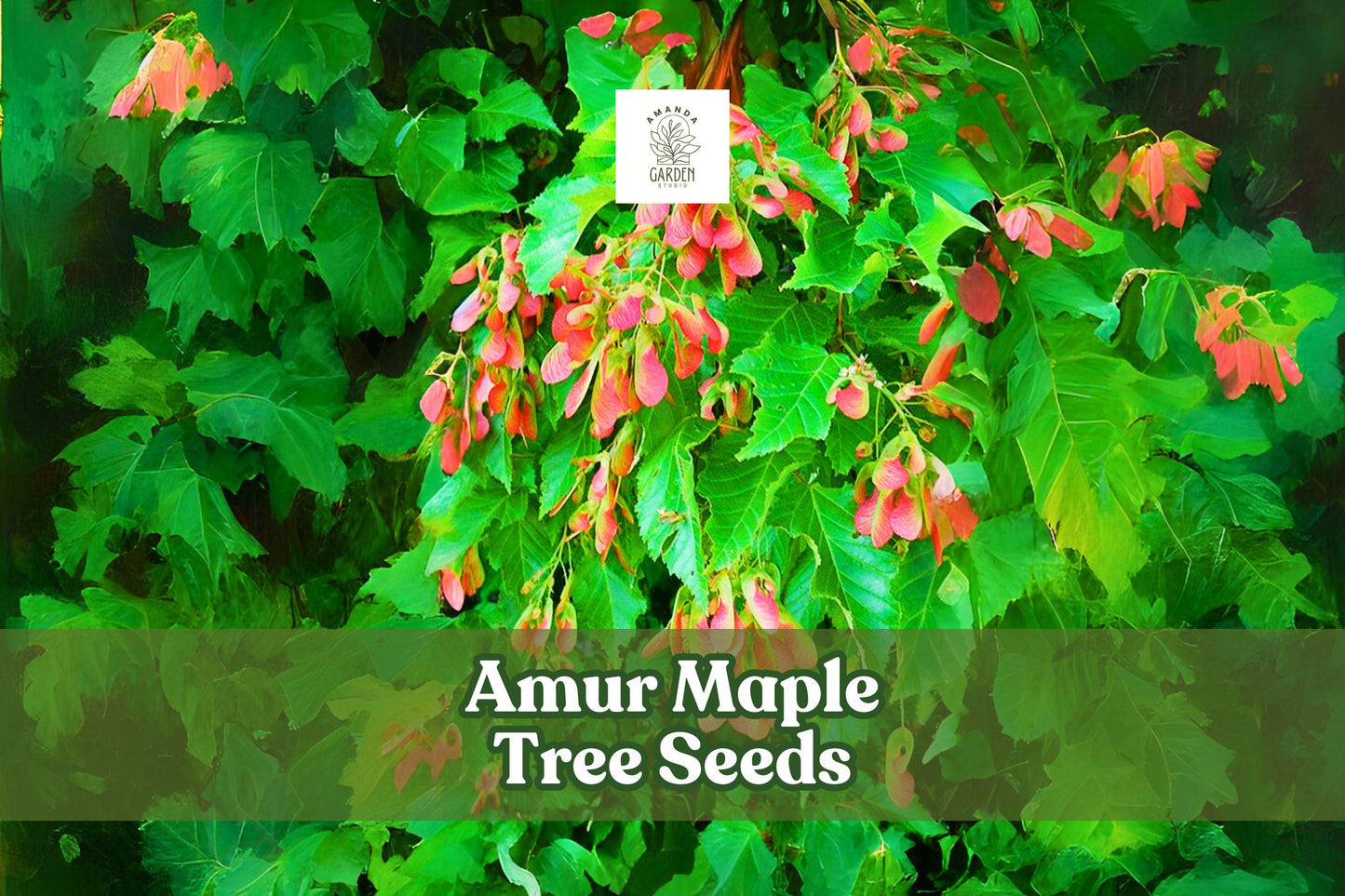 Amur Maple Tree Seeds, Acer tataricum ginnala, Red Fall Foliage, Hardy Ornamental Shrub, 30 Seeds