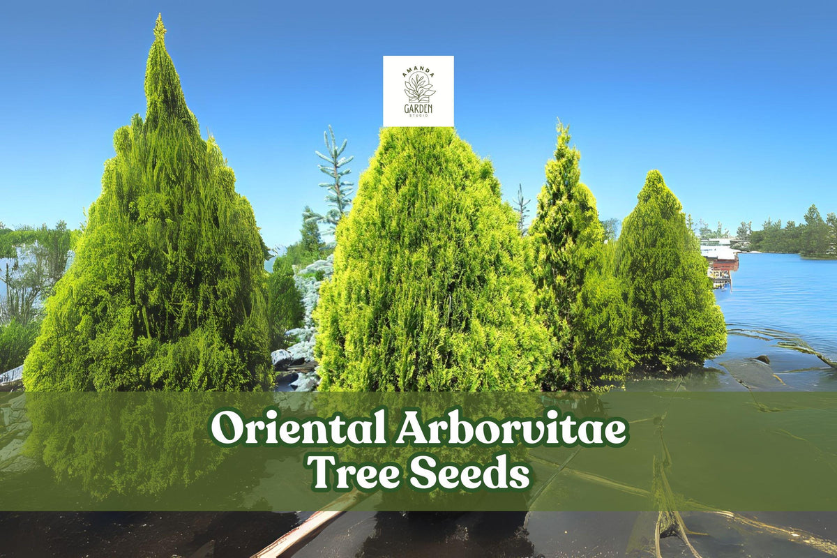 40 Oriental Arborvitae Tree Seeds – Platycladus orientalis – Evergreen for Hedges, Bonsai & Landscaping
