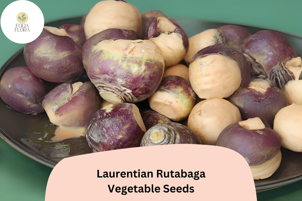 Rutabaga Seeds 500+ Heirloom Canadian Brassica napobrassica Purple Top Golden Flesh Root Vegetable