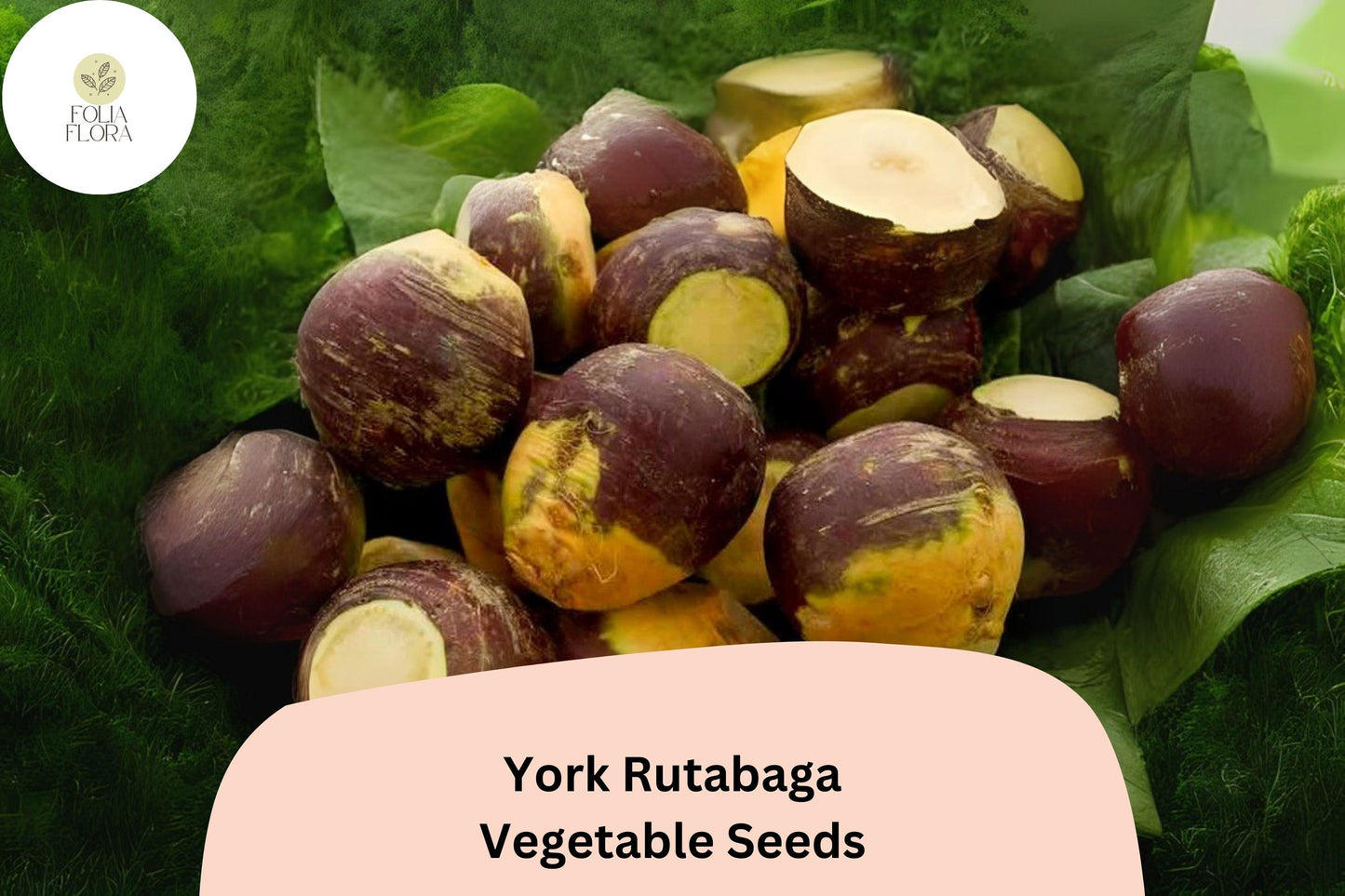 York Rutabaga Seeds – Heirloom Brassica napobrassica Root Vegetable, Purple Top, Golden Flesh, 500+ Non-GMO Seeds
