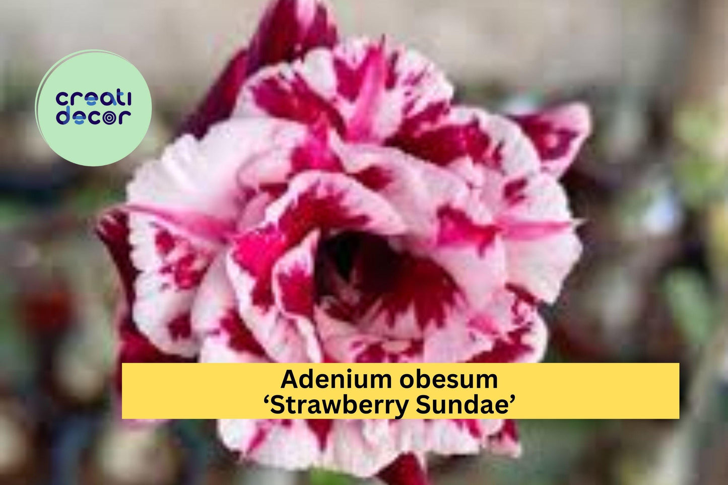 Adenium obesum ‘Strawberry Sundae’ Desert Rose Live Rooted Seedling 4–6" Succulent Shrub for Pots & Patio