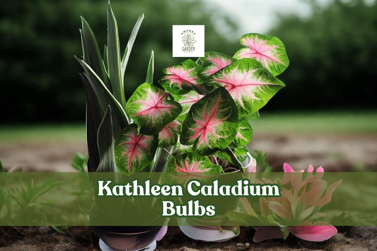 Kathleen Caladium Bulbs 10 Pack | Fancy Leaf Pink-Red Veins | Tropical Perennial Foliage Plant | Caladium bicolor