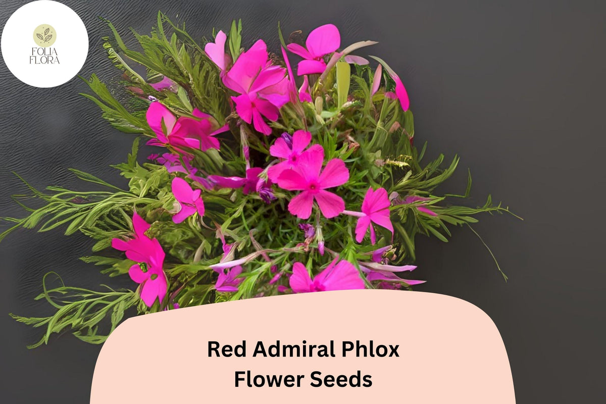 Red Admiral Phlox Seeds – Bright Red Flowers, Annual, Pollinator Attracting, Phlox drummondii, 100+ Non-GMO Seeds