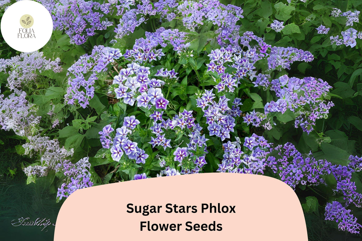 Sugar Stars Phlox Seeds – Violet Blue Starry Flowers – Non-GMO Annual Plant for Borders, Containers, Pollinator Attraction