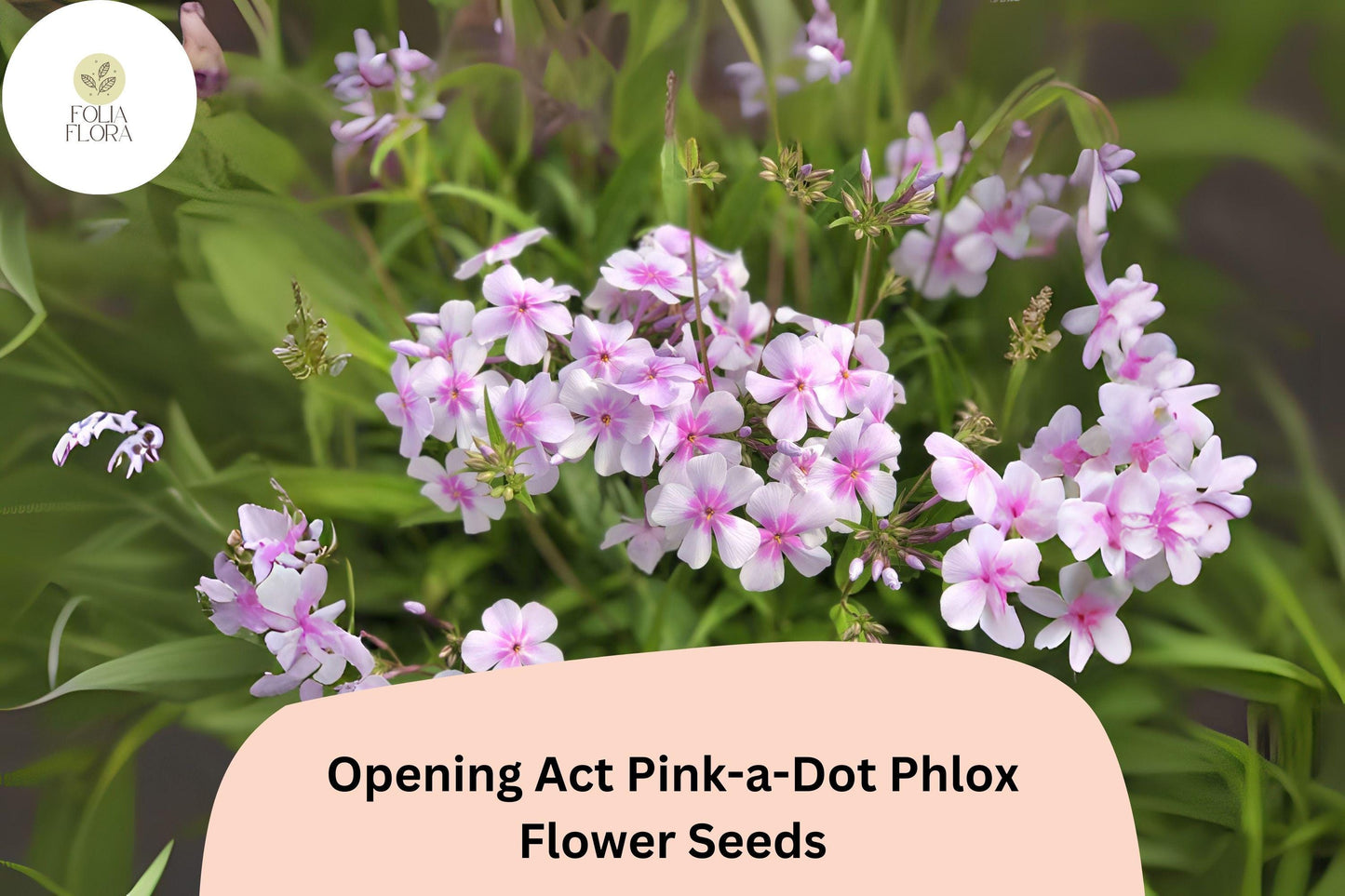 Opening Act Pink-a-Dot Phlox Seeds – Perennial Garden Flower, Soft Pink Blooms, Attracts Pollinators, Non-GMO, 100+ Seeds