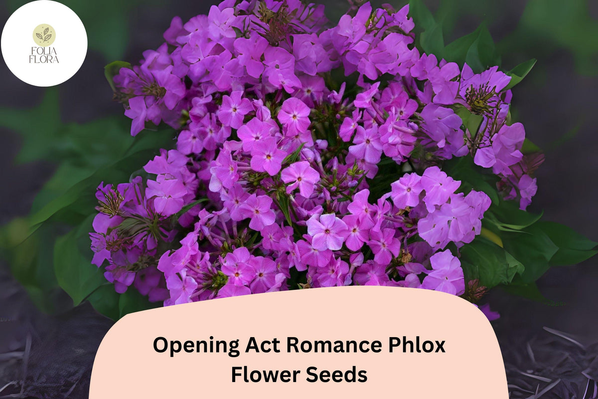 Purple Romance Phlox Seeds – Perennial Flower, Early Blooming, Purple, Phlox paniculata hybrid, 100+ Seeds