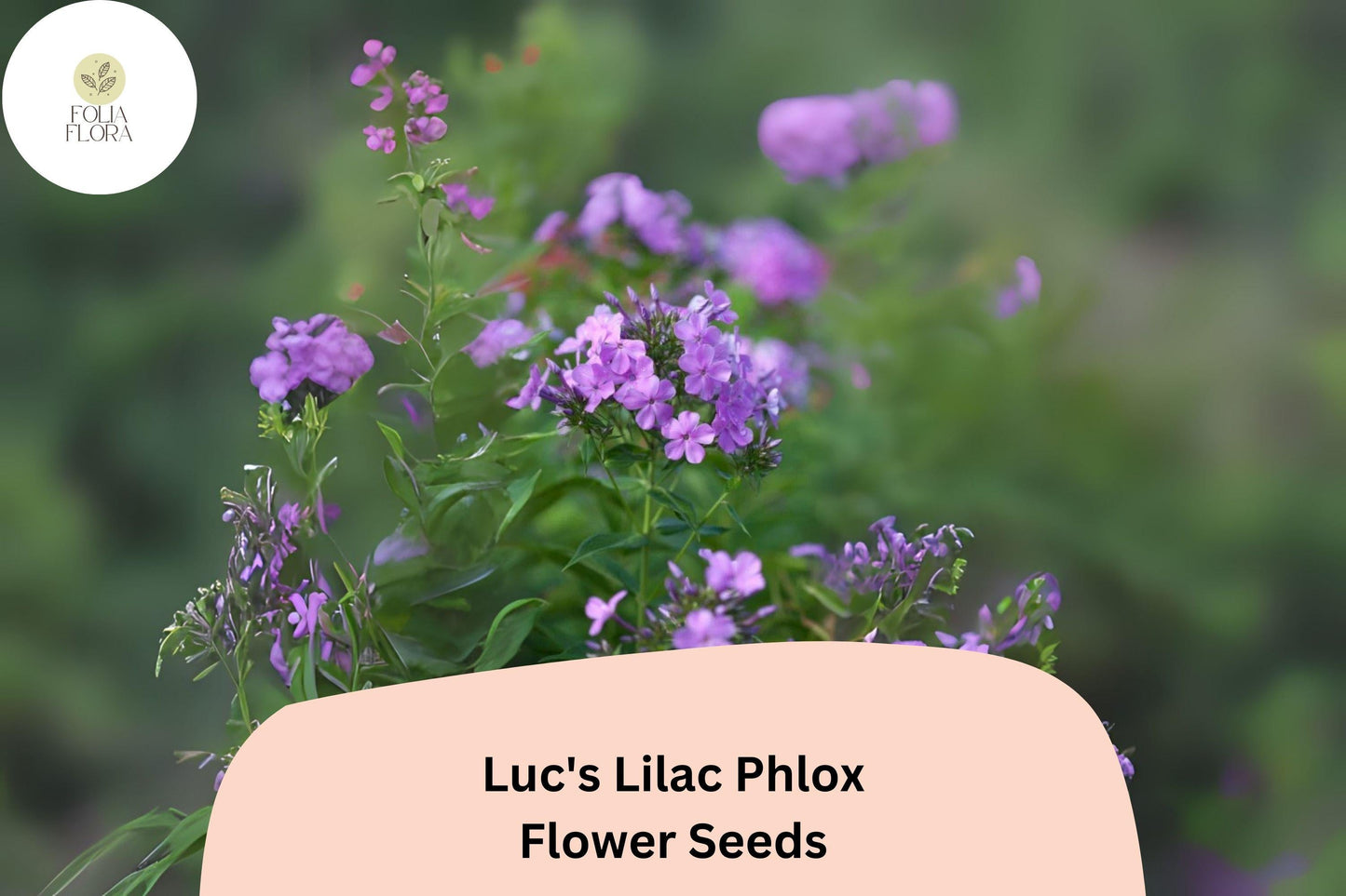 Luc's Lilac Phlox Seeds – Annual Garden Flowers, Phlox drummondii, Lavender-Purple, Butterfly Attracting, Easy to Grow