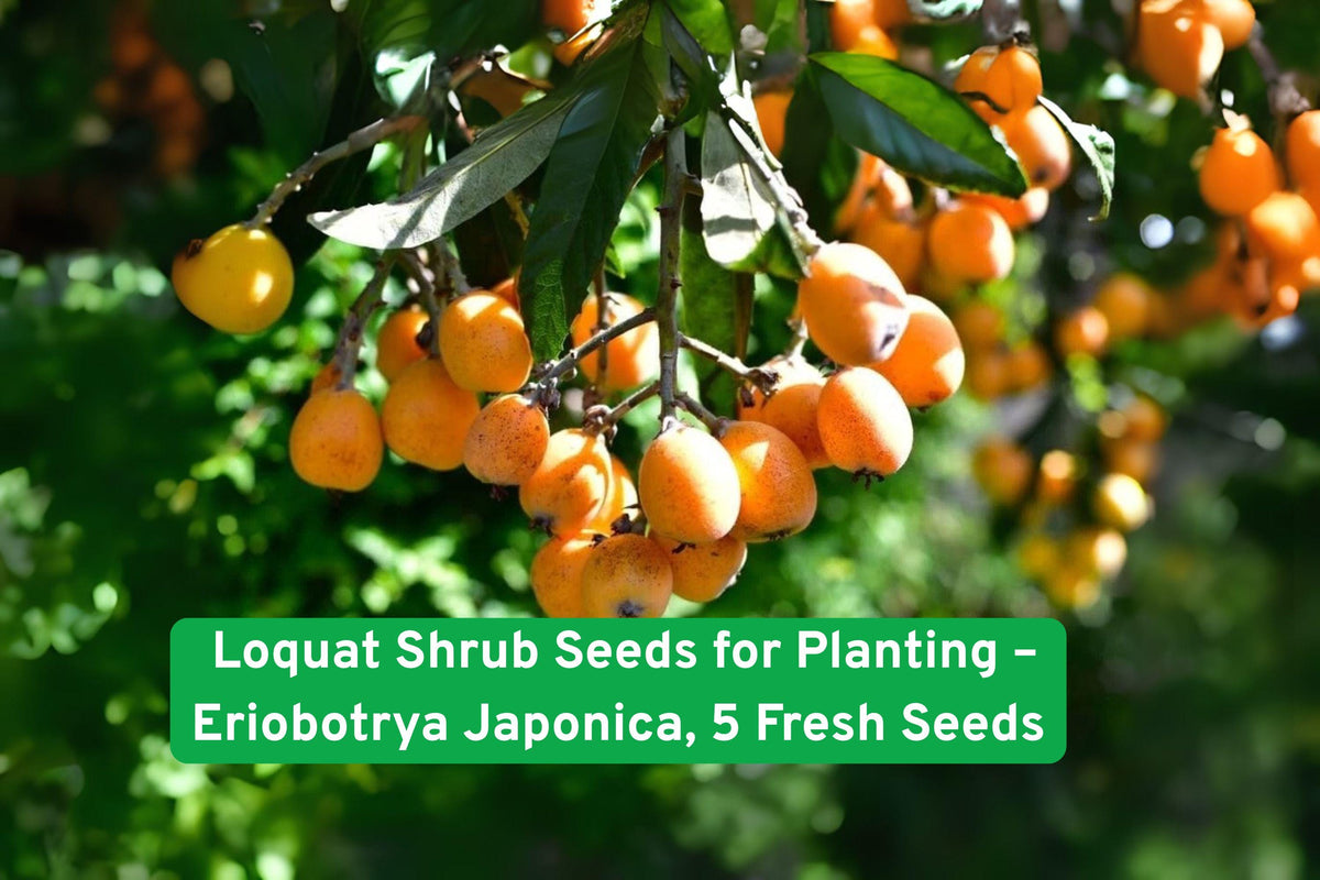Loquat Shrub Seeds – Eriobotrya Japonica, Tropical Fruit Tree, Edible, Drought-Tolerant, Full Sun, 5 Seeds