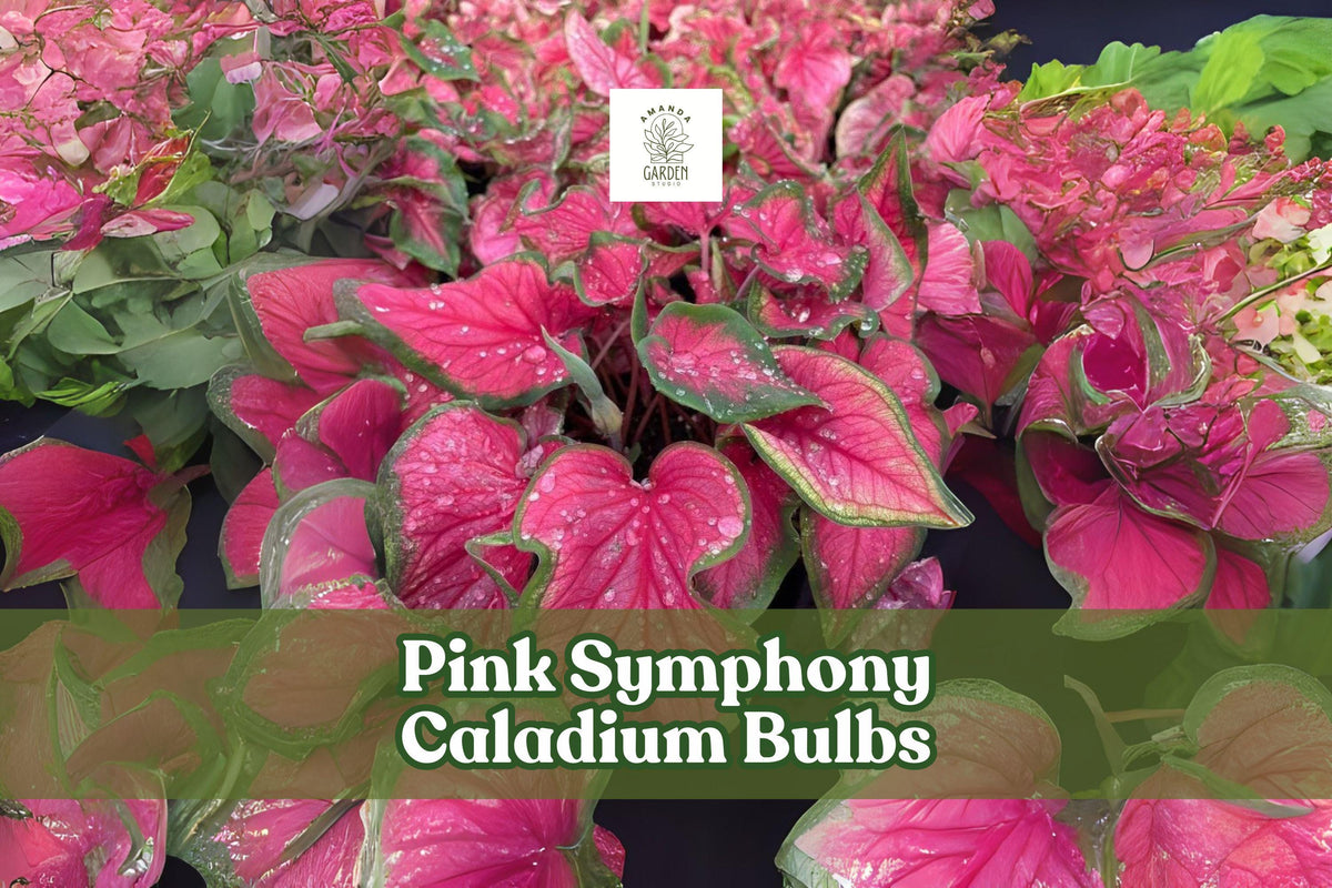 Pink Symphony Caladium Bulbs | Fancy Leaf Tropical Foliage | Pink and Green | Caladium bicolor