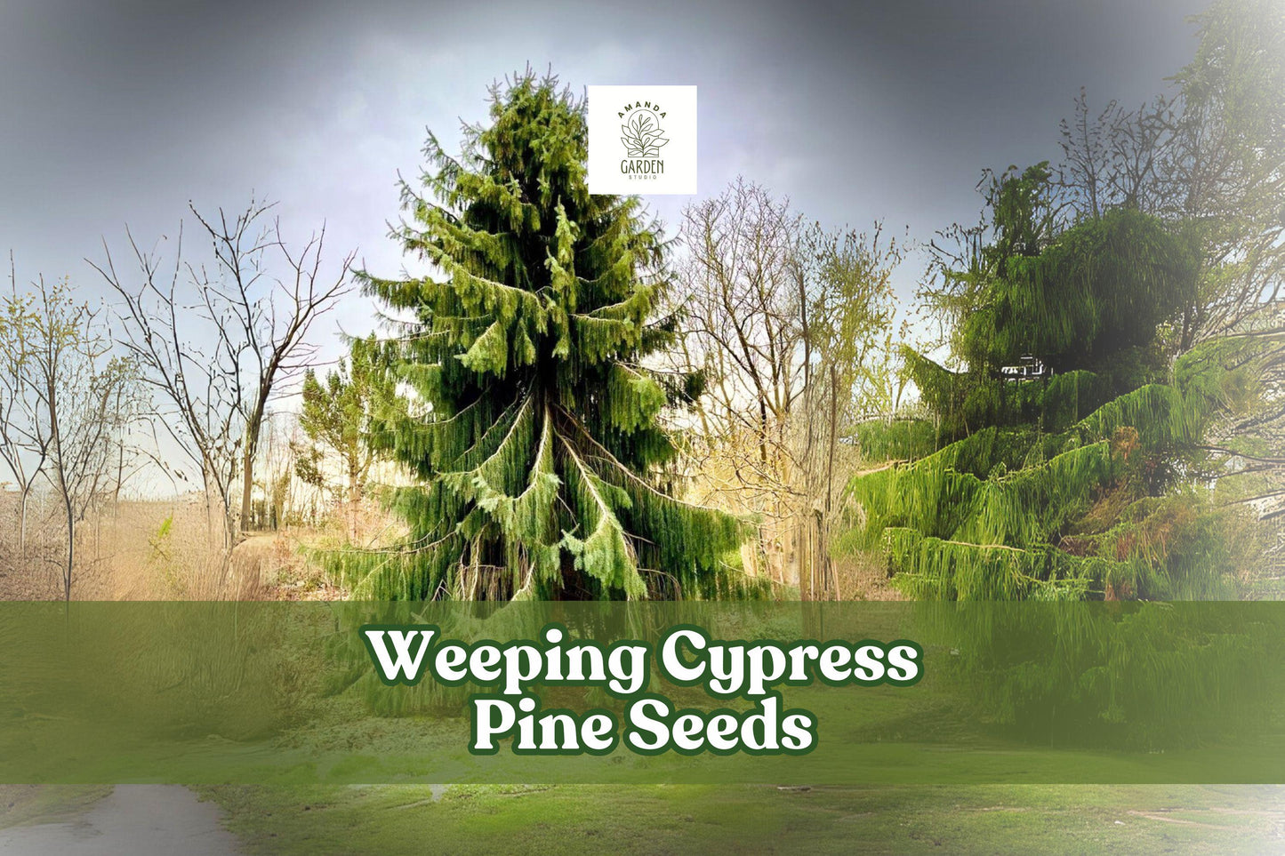Weeping Cypress Pine Seeds 25 Non-GMO Hesperocyparis funebris Ornamental Evergreen for Landscaping & Bonsai