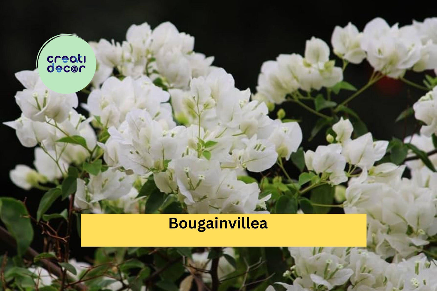 Well Rooted Key West White Bougainvillea Starter Plug Plant | Live Flowering Vine | Bougainvillea glabra