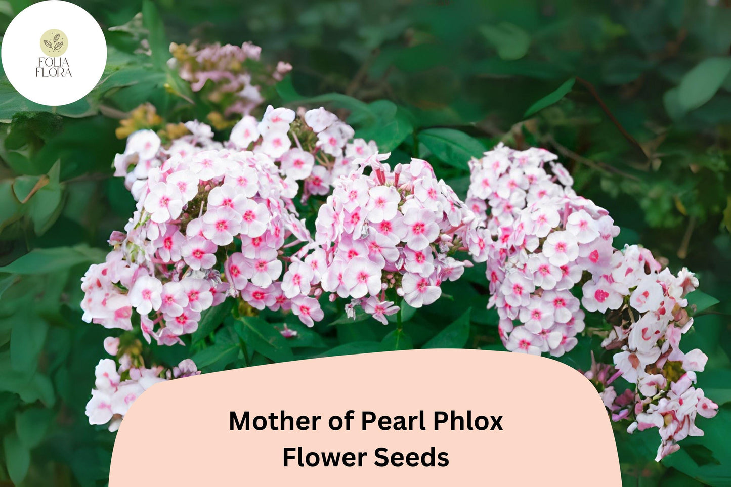 Mother of Pearl Phlox Seeds, Perennial Flower, White to Blush-Pink, Phlox paniculata, Butterfly & Hummingbird Attractant