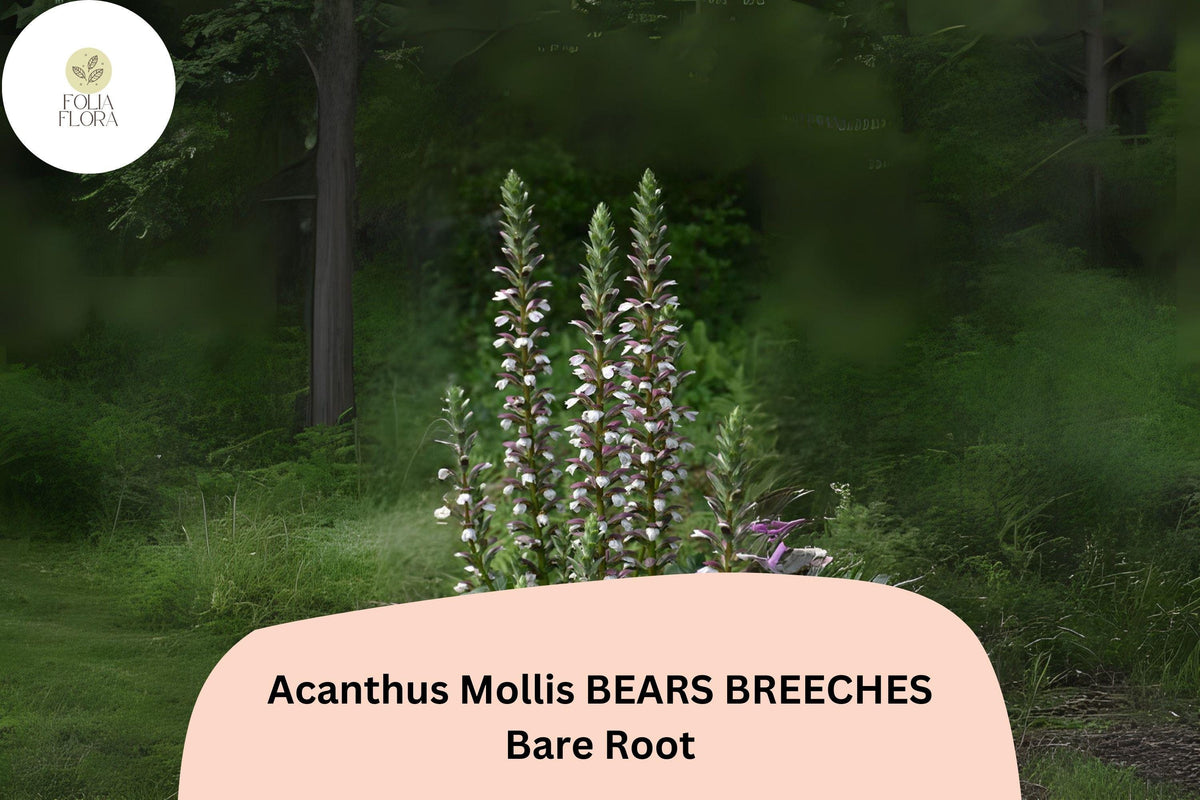 Acanthus mollis Bear’s Breeches Perennial Plant – 6” Live Purple & White Flowering Garden Border