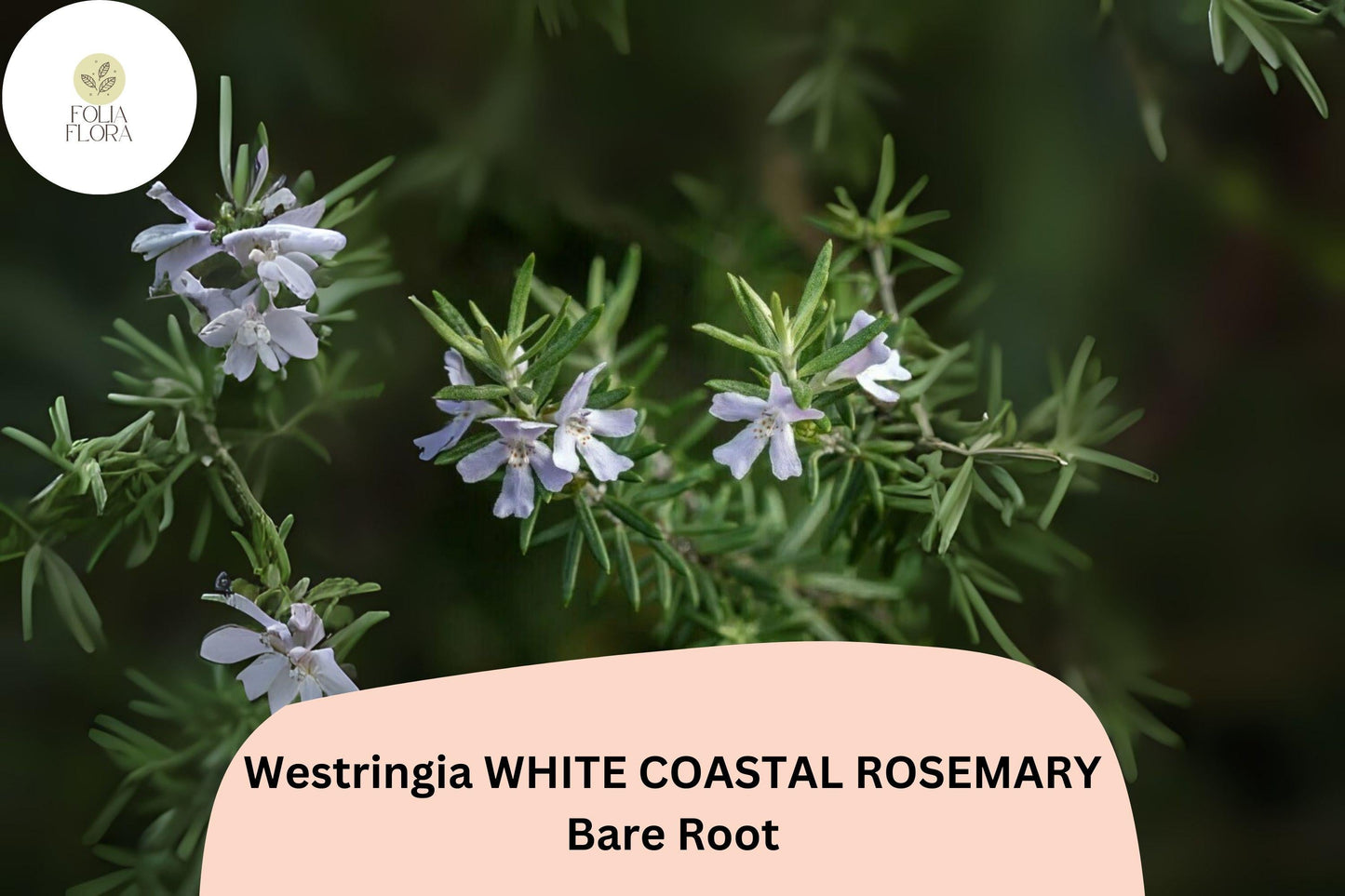 Westringia White Coastal Rosemary | 1 Live Rooted Evergreen Shrub with White Flowers | Westringia fruticosa