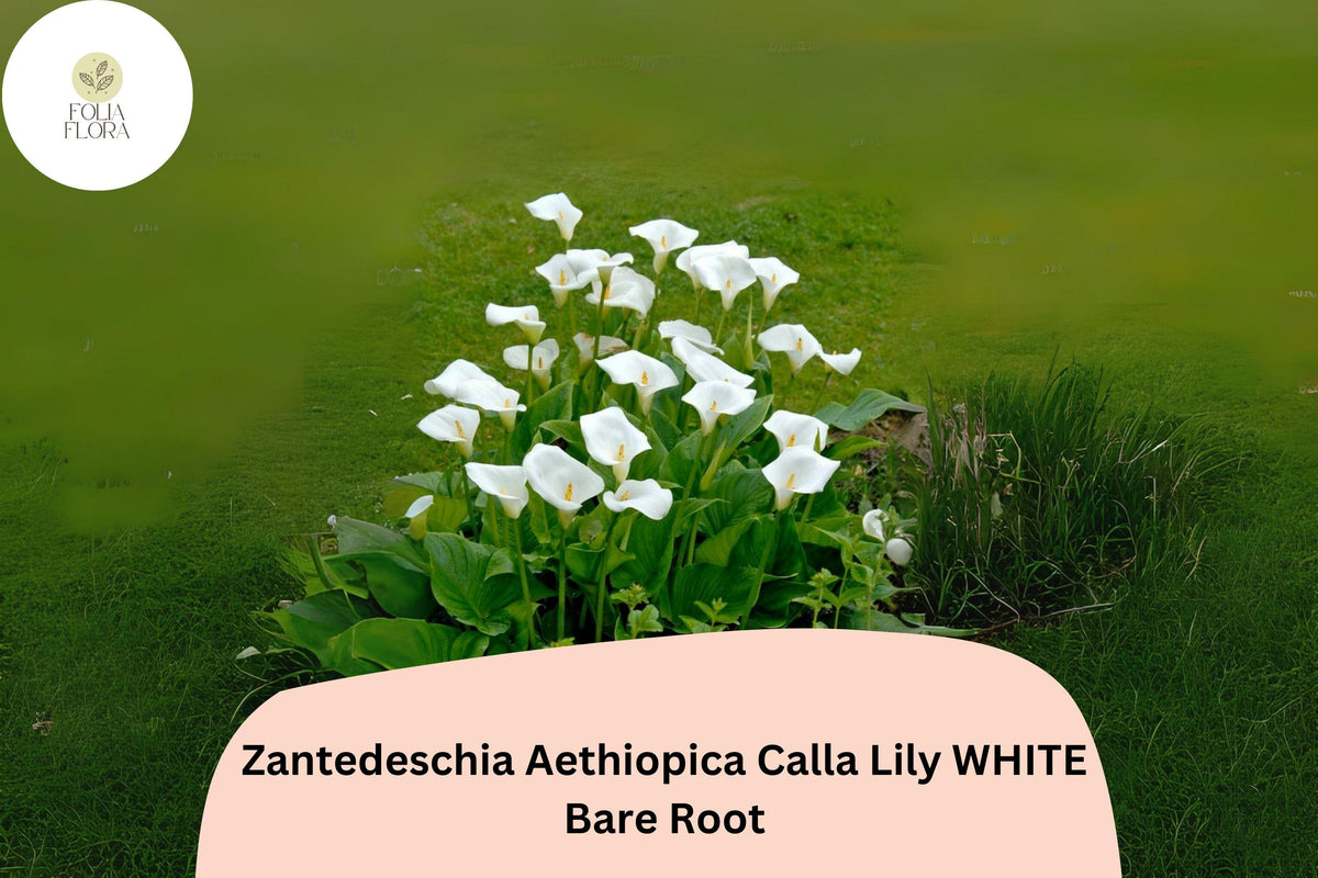 White Calla Lily Plants – 5 Live 2-Inch Zantedeschia aethiopica Flowering Bulbs for Gardens & Bouquets