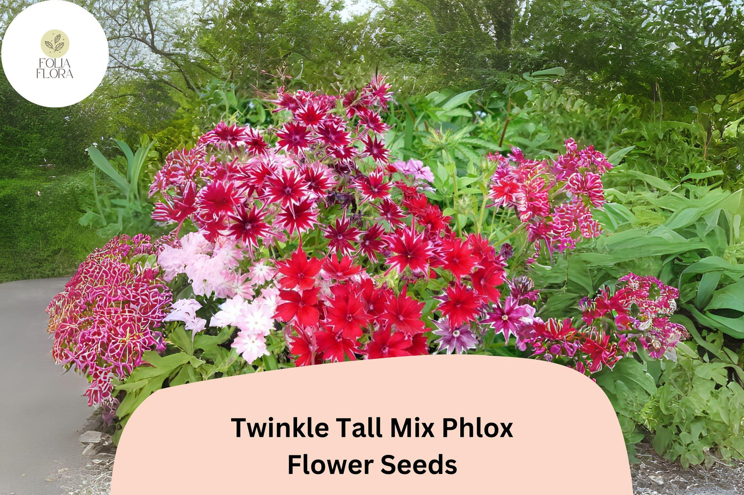 Twinkle Tall Mix Phlox Seeds – Colorful Star-Shaped Annual Flowers, Phlox drummondii for Borders & Cut Flowers