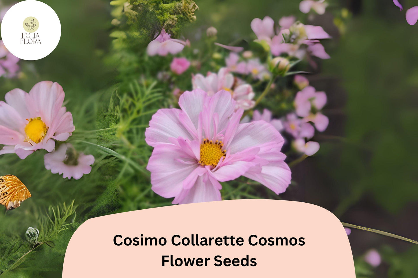 Cosimo Collarette Cosmos Seeds | Semi-Double Blooms | Cosmos bipinnatus ‘Cosimo Collarette’ | Pollinator-Friendly Annual