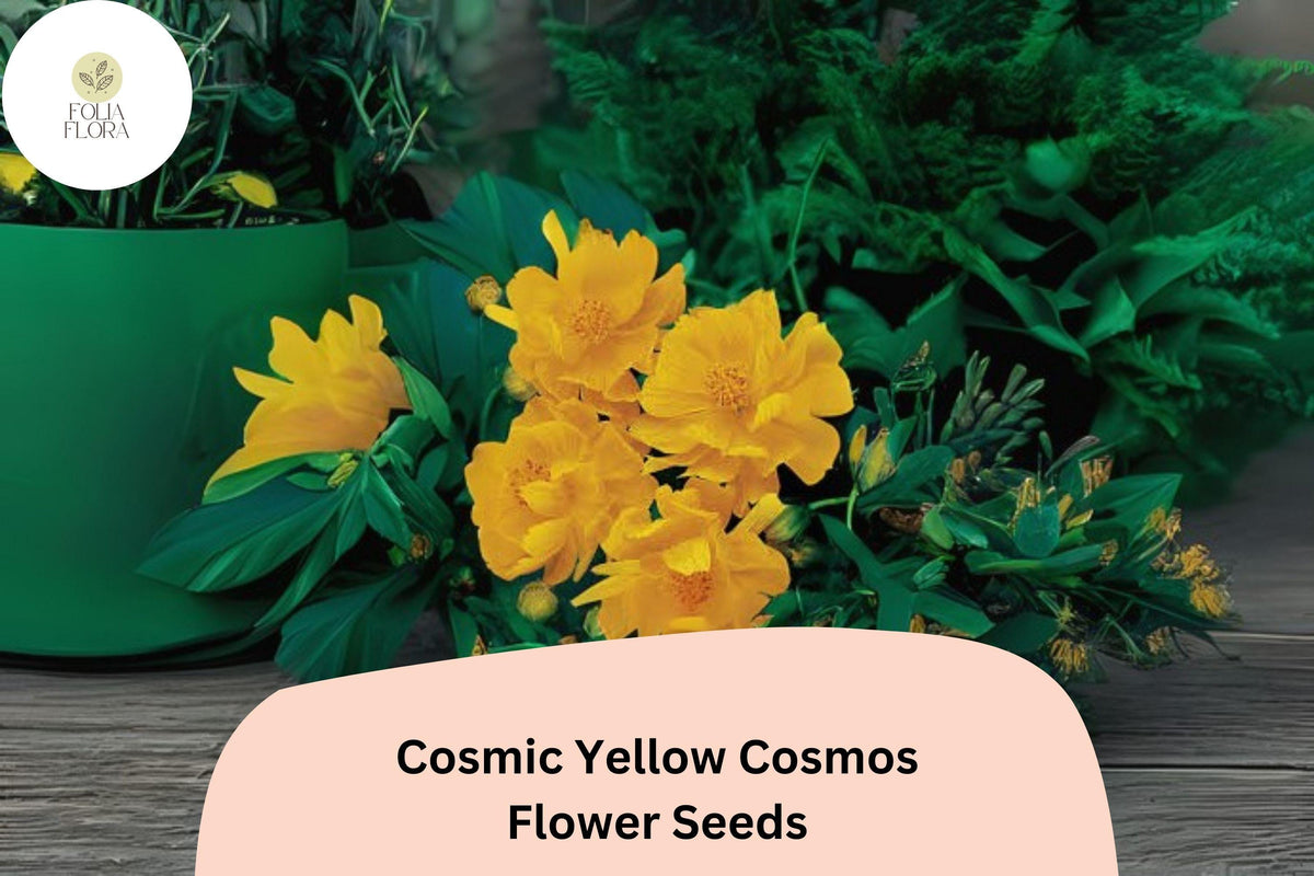 Cosmic Yellow Cosmos Seeds | 200+ Sulphureus Flower Garden Planting | Bright Yellow Blooms | Cosmos sulphureus