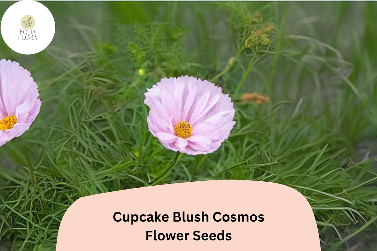 Cupcake Blush Cosmos Seeds | Soft Pink Flowers | Cosmos bipinnatus ‘Cupcake Blush’ | Pollinator-Friendly Annual