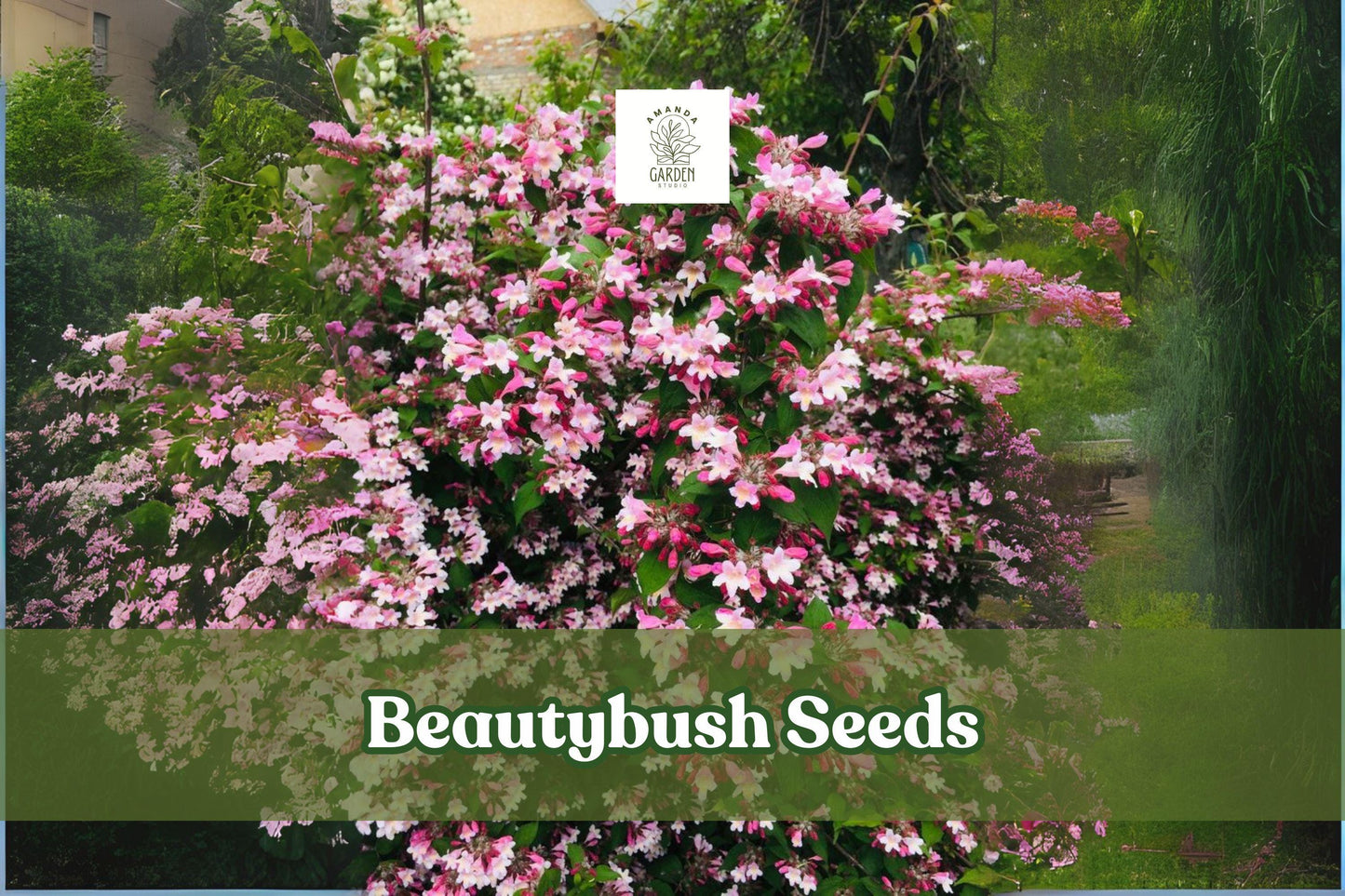 20 Beautybush Seeds – Kolkwitzia amabilis Flowering Ornamental Shrub Seeds for Garden Planting