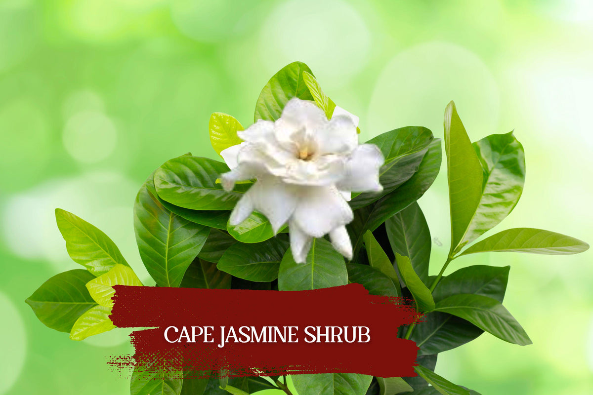 Heirloom Gardenia Jasminoides Plant Set of 2 – Fragrant White Blooms, Evergreen Shrubs, Container & Border Gardening