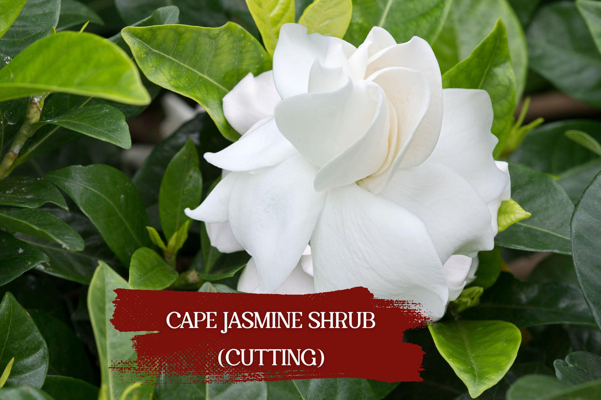 Gardenia Jasminoides Cuttings | Heirloom Cape Jasmine Shrub Starter Plants | Fragrant White Flowers, Evergreen Foliage