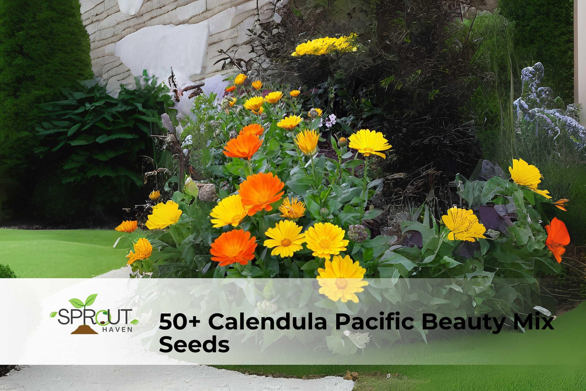 50+ Calendula officinalis Seeds - Cottage Garden Flowers Mix for Borders & Containers