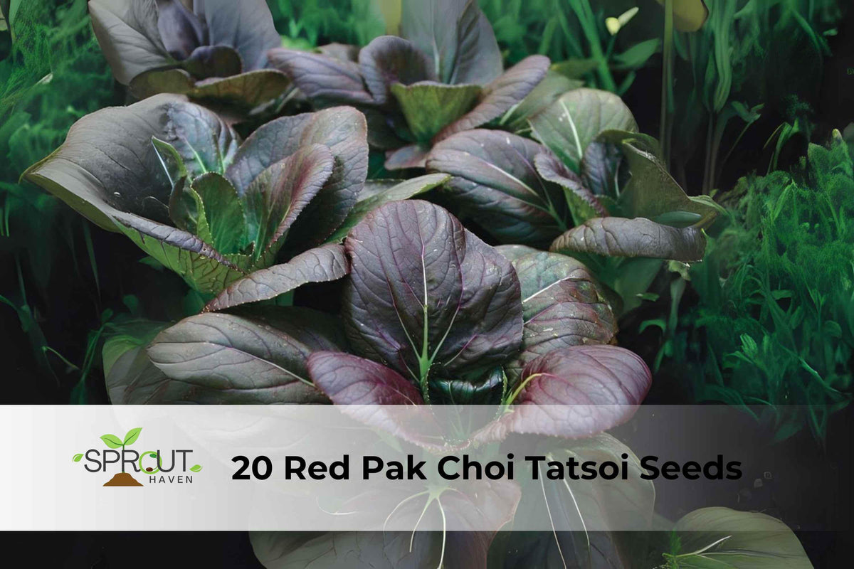 Asian Greens Seeds Mix – Red Pak Choi & Tatsoi, Brassica rapa, Fast-Growing, Cool-Season, Container-Friendly, 20 Seeds
