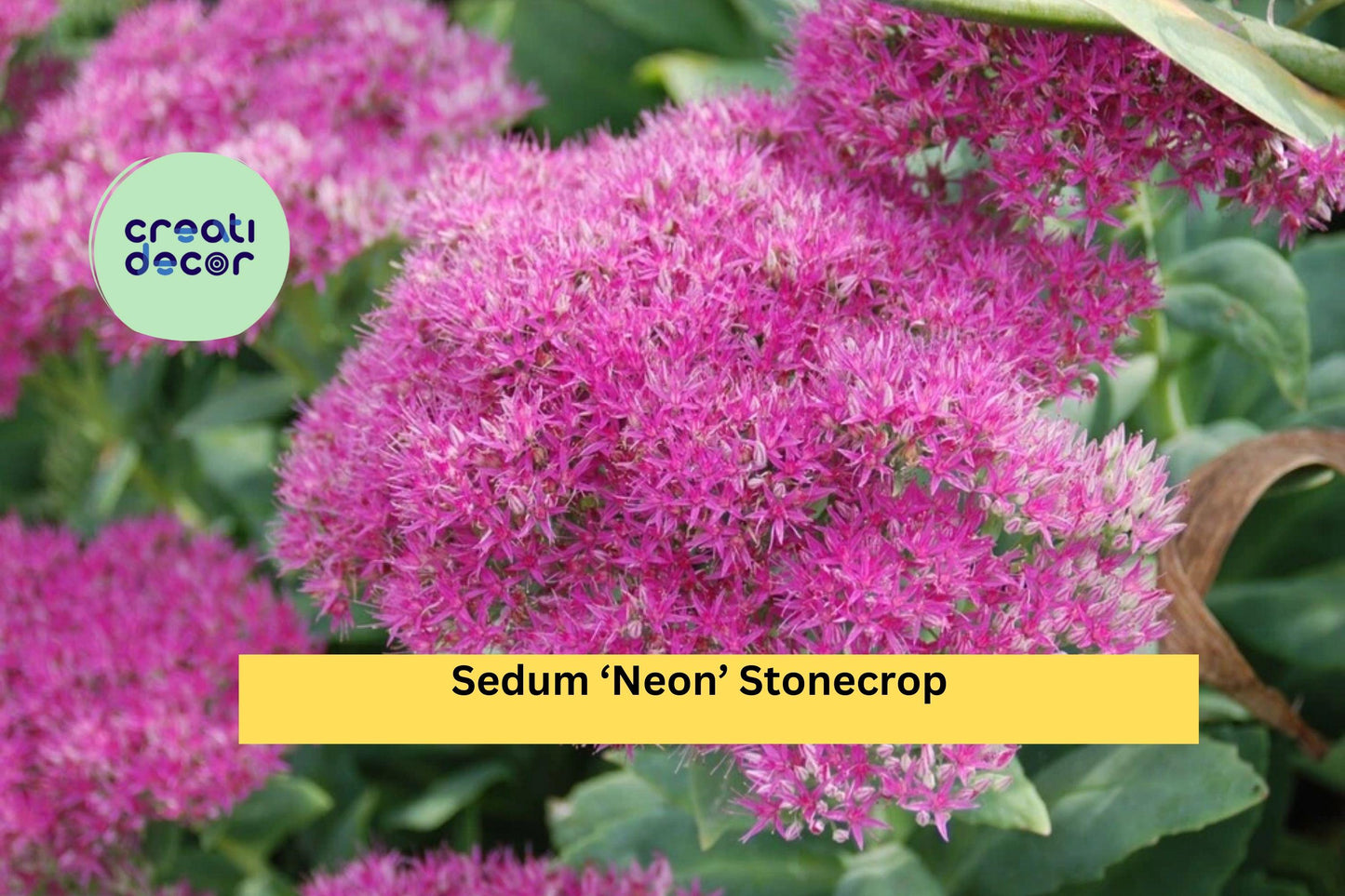 Sedum ‘Neon’ Stonecrop Live Starter Plant | Drought-Tolerant Perennial Succulent with Bright Pink Flowers | Full Sun Garden Plant
