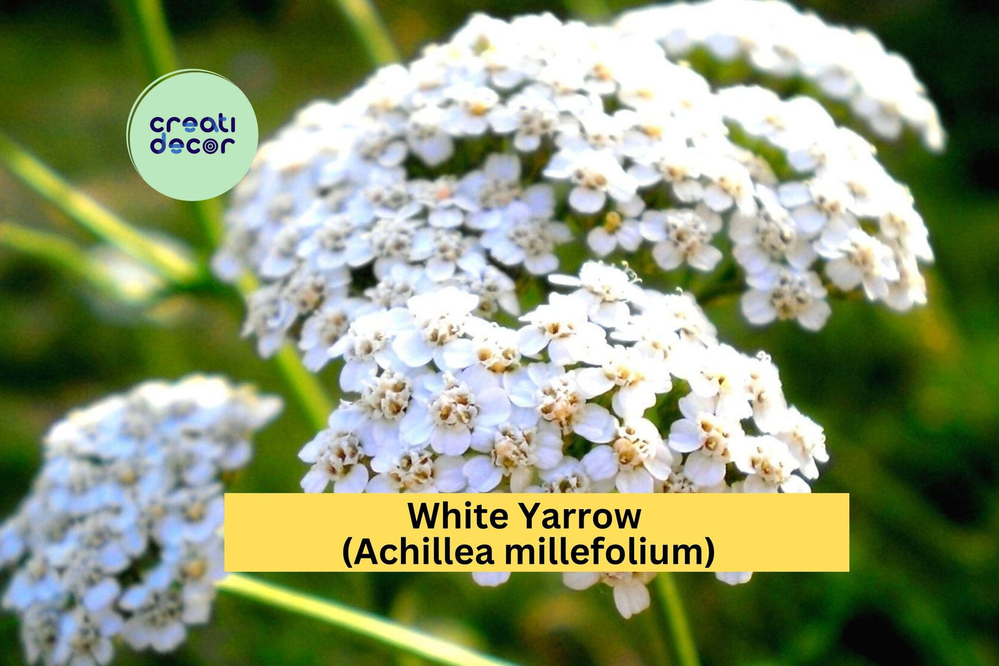 White Yarrow Plant Bare Root | Achillea millefolium Hardy Perennial for Borders & Pollinators