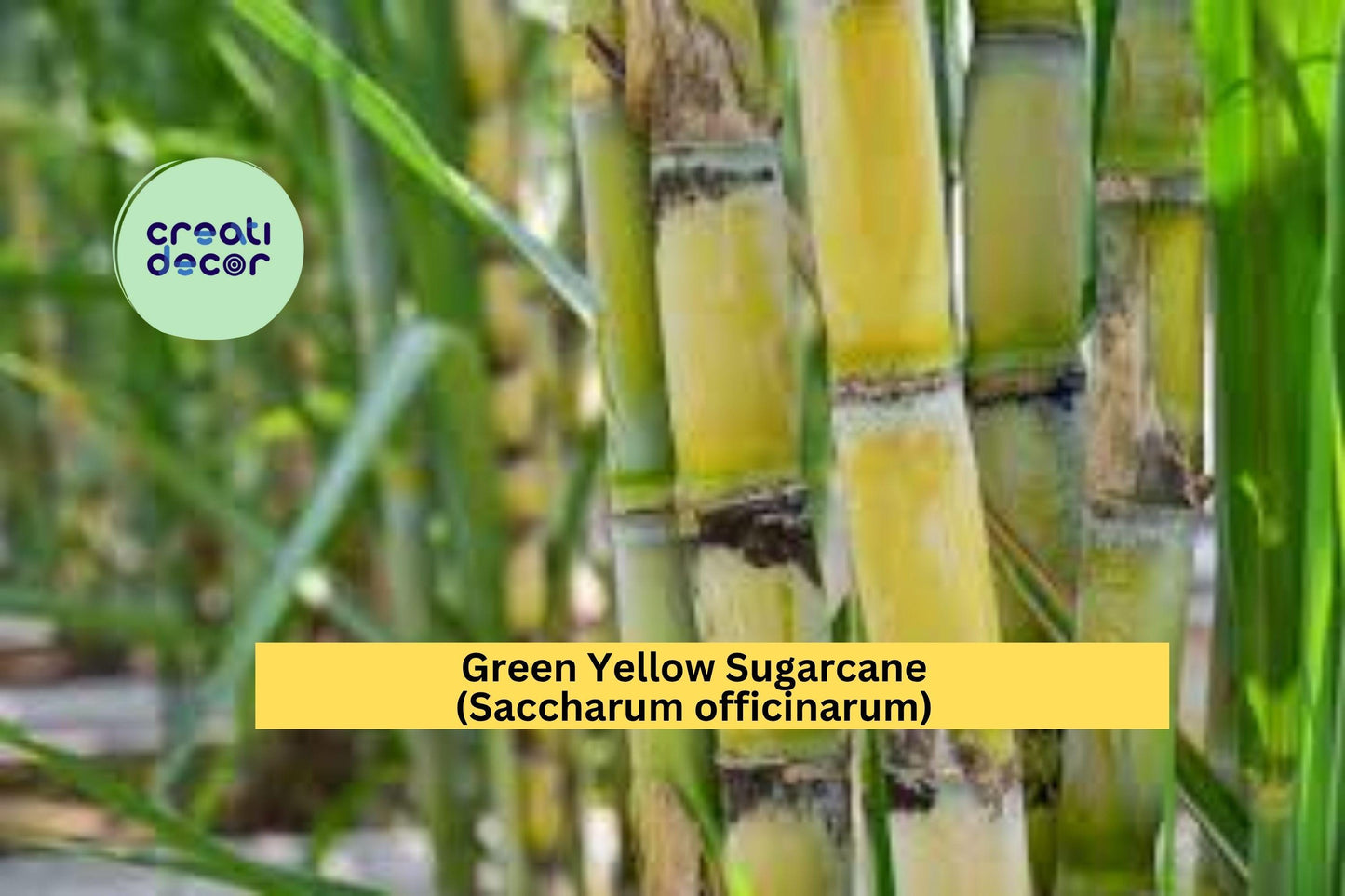 Green Yellow Sugarcane Plant | Live Rooted Saccharum officinarum for Juicing & Garden Growth