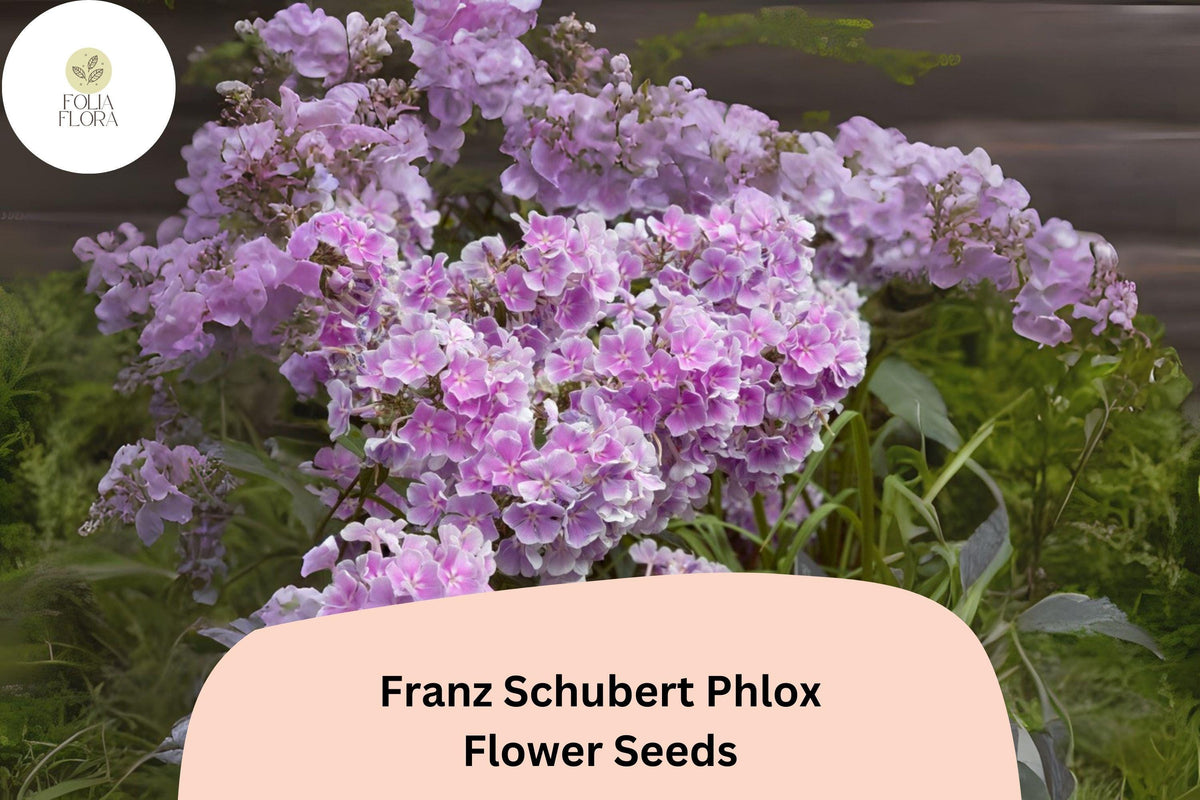 Franz Schubert Phlox Seeds – Perennial Lavender-Pink Blooms, Phlox paniculata, Butterfly & Hummingbird Attractant, 100+ Seeds