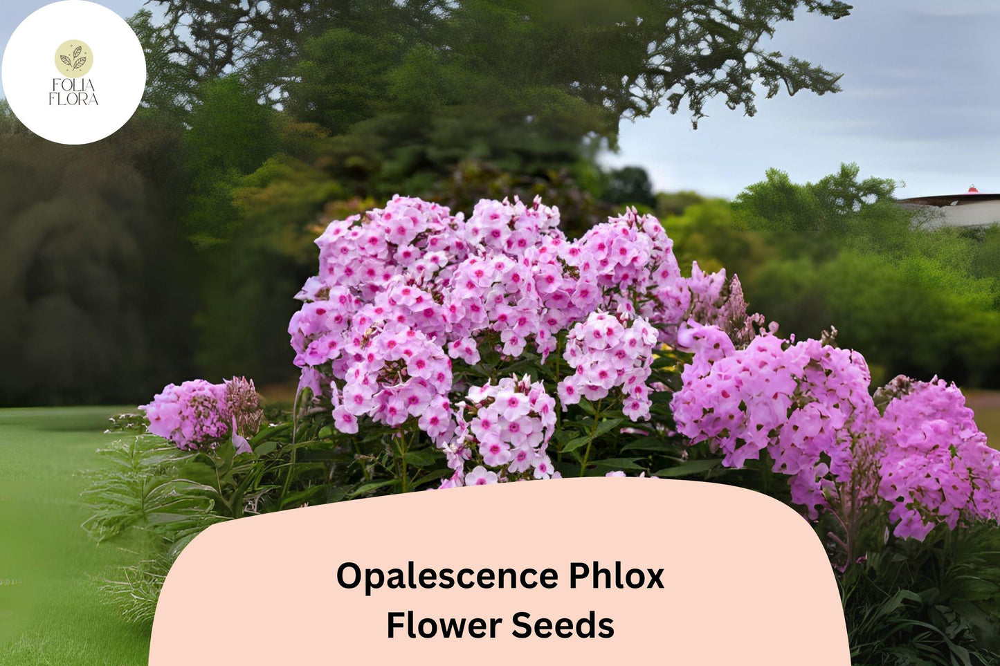 Opalescence Phlox Seeds – Soft Pink & White Perennial Flower Seeds – Phlox paniculata for Garden, Pollinator & Cut Flower Planting