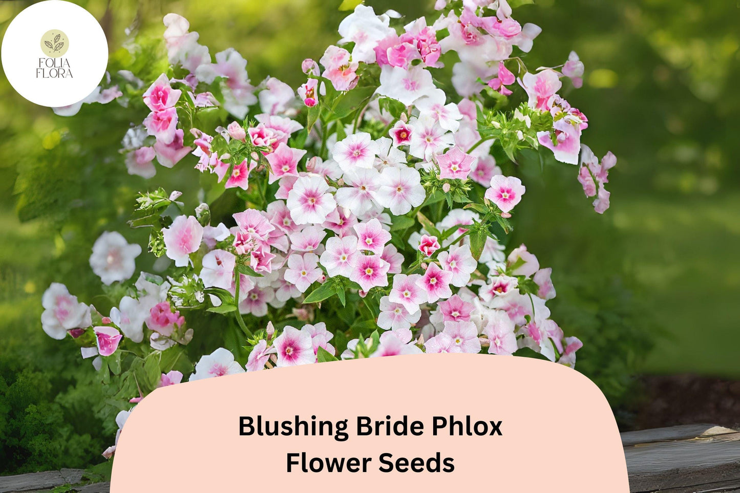 100+ Blushing Bride Phlox Seeds – Soft Pink Perennial Garden Flowers, Phlox paniculata, Attracts Butterflies & Hummingbirds